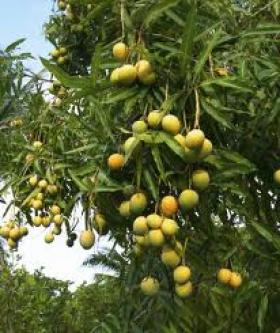 6 acres residential land,sale Nr.kasargod