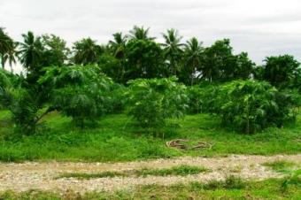 Flat farm land near the beach Nakhon Si Thammarat