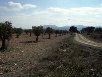 PLOT OLIVE TREES - NEAR ALICANTE Villena