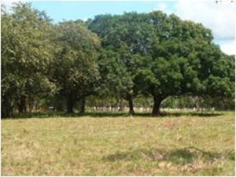 5000 sq meters flat lot Penonome