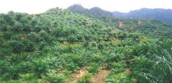 REAL CDC PALM TREES Buea