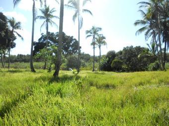 RIVER ISLAND FARM BAHIA BRAZIL Canavieiras