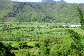 Banana Plantation Rouseau Valley Castries