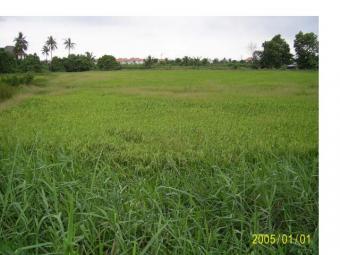 Land for sell 12 rai. Mueang Nonthaburi