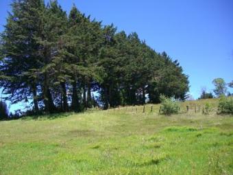 Facebook: Green Stock Costa Rica Bosque De La Hoja, San Rafael De Heredia