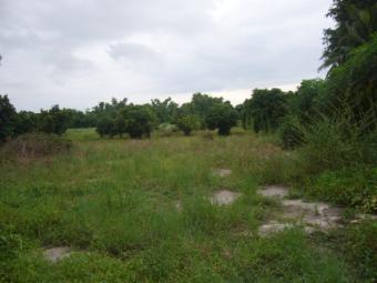 61 Rai of Land for sale Chon Buri