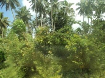 108 acre Vipingo Mombasa