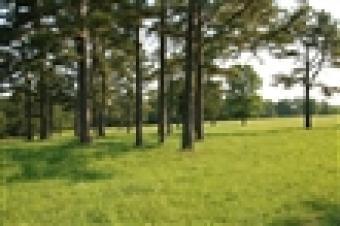 JUJA FARM LAND SALE Thika