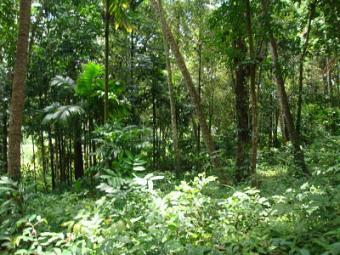 Land for Sale in Sri Lanka Mawanella