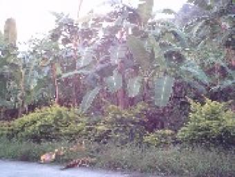 LAND PROPERTY FOR SALE Ticala