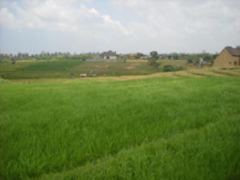 Land Canggu Bali Bali