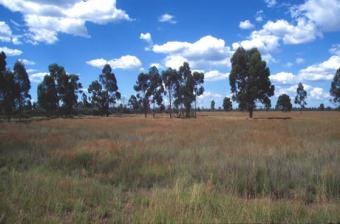 Land for Sale Urgent Takeo Province