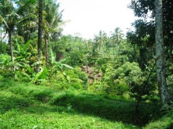 Land for Sale in Payangan, Ubud Ubud