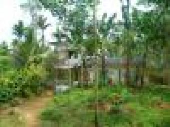 6.5 acre land at Wayanad Wayanad