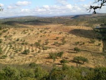 Plot of land in Niebla (Huelva) Huelva