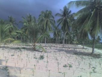land for sale near beach Ban Chang