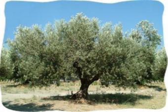 Tillable land with olive trees Agios Georgios Sitia Crete