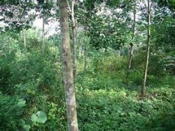 Land at WestPort, Klang(22acre) Westport, Klang