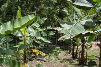 Tropical paradise - $148,000usd Teakettle Village