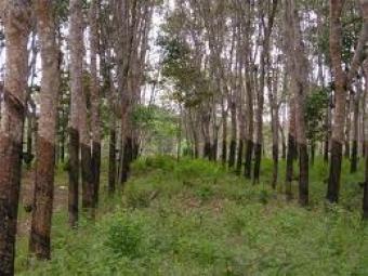 Palembang Indonesia Palembang