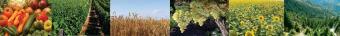 THE LAND SOLUTION Timisoara