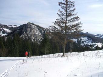 Land for sale in Lacu Rosu Poiana Florilor