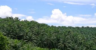 Palm Plantation for sale Limbola