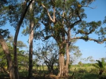 Farmland - 20.54 Acres Utila