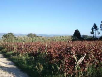 Plot for building Silver Coast Nazare