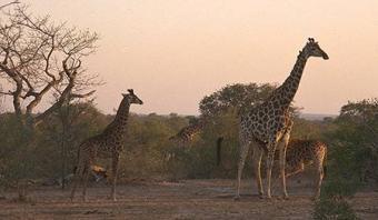 Land in Private Safari Estate Limpopo Province