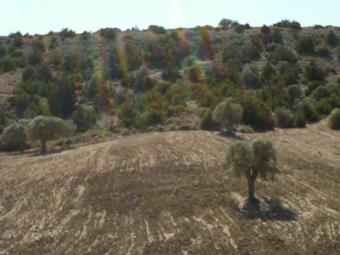 cultivated land in Famagusta Famagusta