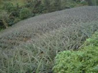 LOt Tagaytay