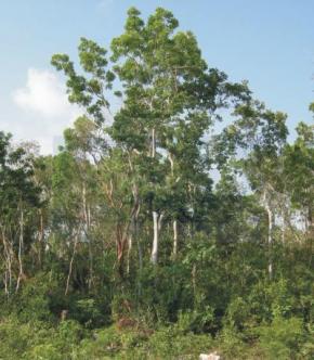 Residential Lot, Hot Investment Tulum