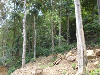 Roadside Land Plot Ko Lanta Yai