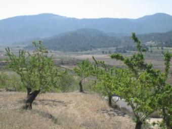 Pinoso, 11.000 sqm plot Pinoso