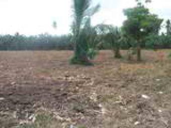 Farm Land San Juan-Batangas Batangas