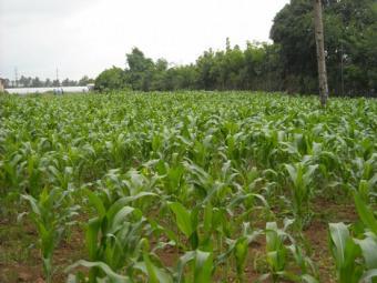 Land for Sale Meru