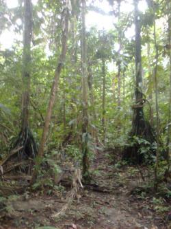 24 ha  in Peru for sale Puerto Maldonado