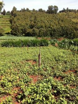 1 acr land 400mtr from Ngong 20m Ngong