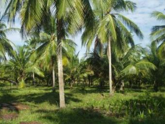Plot of land matara Matara