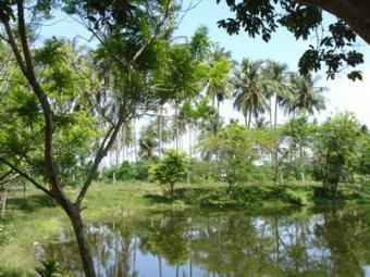 Land Close to Beach Ko Lanta Yai