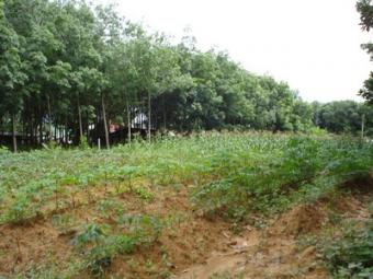 Great Value Land Close to Beach Ko Lanta Yai
