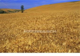 AGRICULTURAL LAND Braila