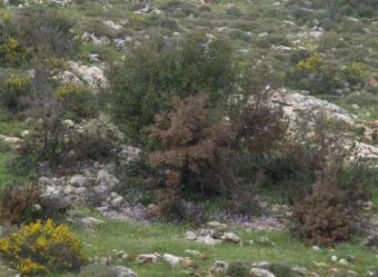 3650 sqm Aanquoon near Saida Leb Aanquoon