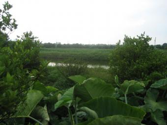 INCOME GENERATING 2-HECTARE LAND Arayat