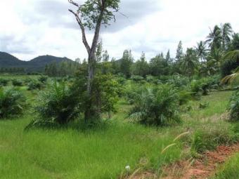 Sell land plam tree. Chumphorn