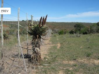 Beautiful Farm, A Real Bargain! Bhisho