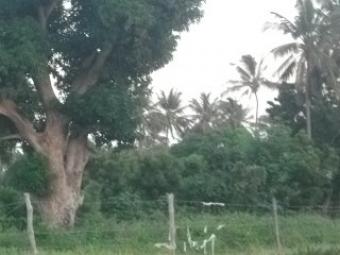 Mtwapa Plots for Sale Mombasa