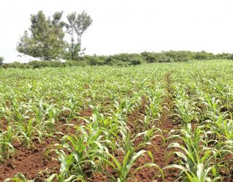 10 Acre Agricultural Land Oyugis