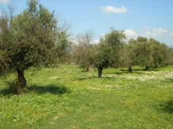 Land in Navarino Greece Pylos